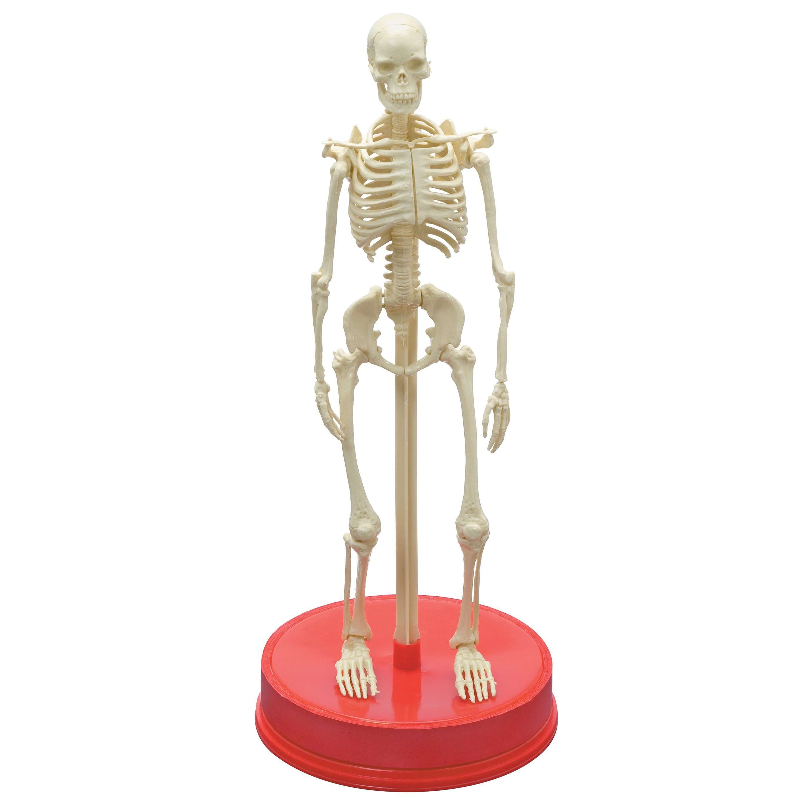 Workman Publishing-The Bones Book And Skeleton-14218-Legacy Toys